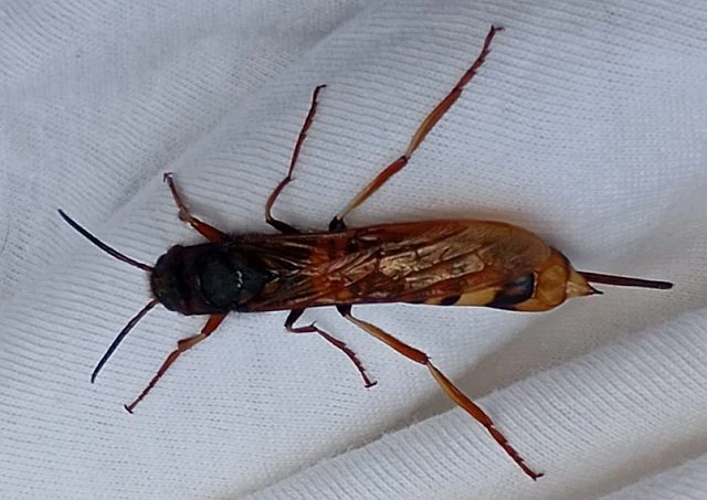 Fotografie velké pilořítky s hnědým tělem a černou hlavou na bílém pozadí.