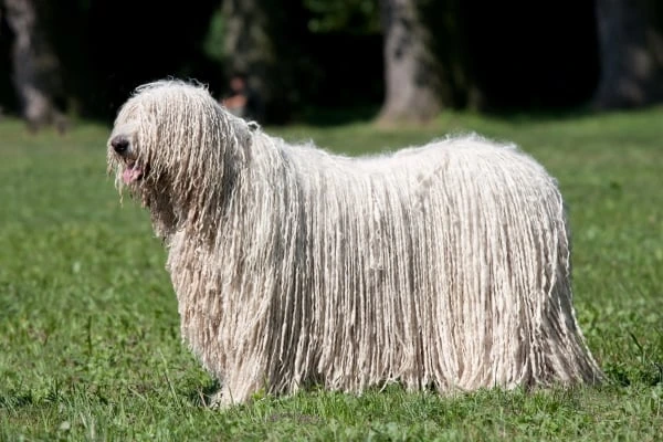 Komondor s charakteristickým srstí stojí na trávníku.