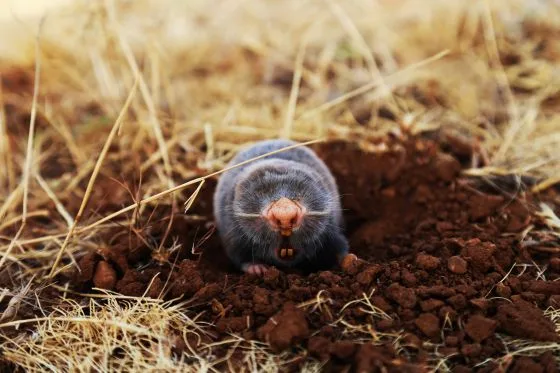 Krotek vykopaný ze země na zahradě.