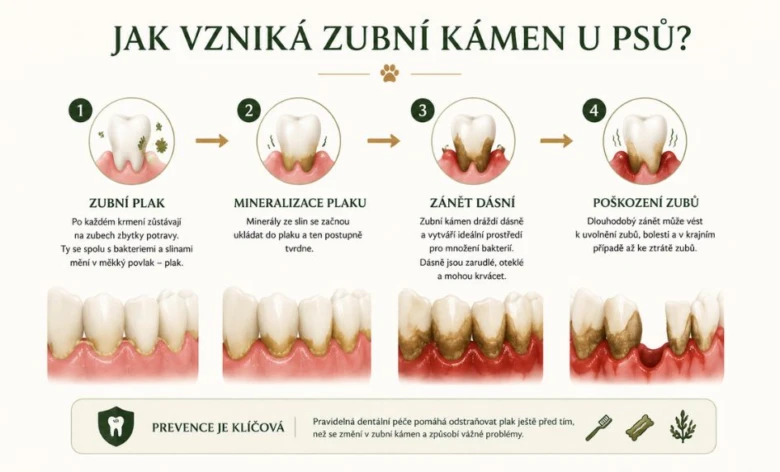 Jak vzniká zubní kámen u psů – čtyři fáze