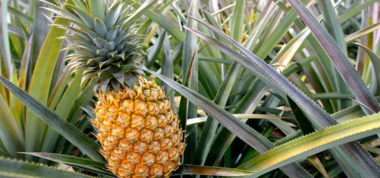 Okrasní ananas rostoucí v zahradě s listy.