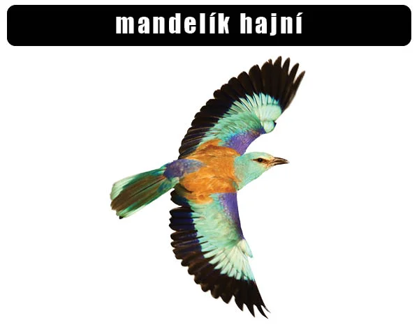 Evropský mandelík v letu s roztaženými křídly na bílém pozadí.