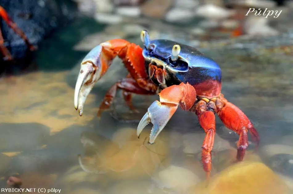 Modročervený krab v akváriu nebo přírodě