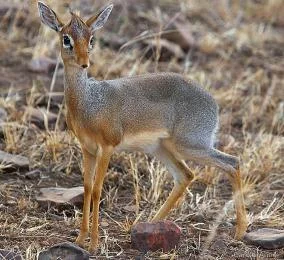 Dik-dik v přírodě, malá antilopová zvířata.