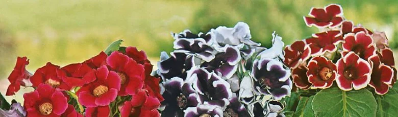 Tři skupiny kvetoucích rostlin Gloxinia v červené, fialové a smíchaných barvách.