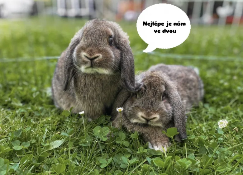 Dva králíci sedící spolu na trávě.