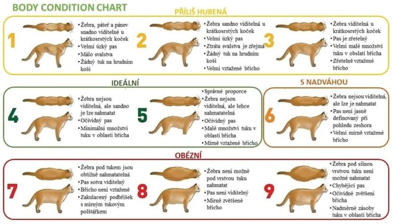 Tabulka stavu těla kočky podle váhy