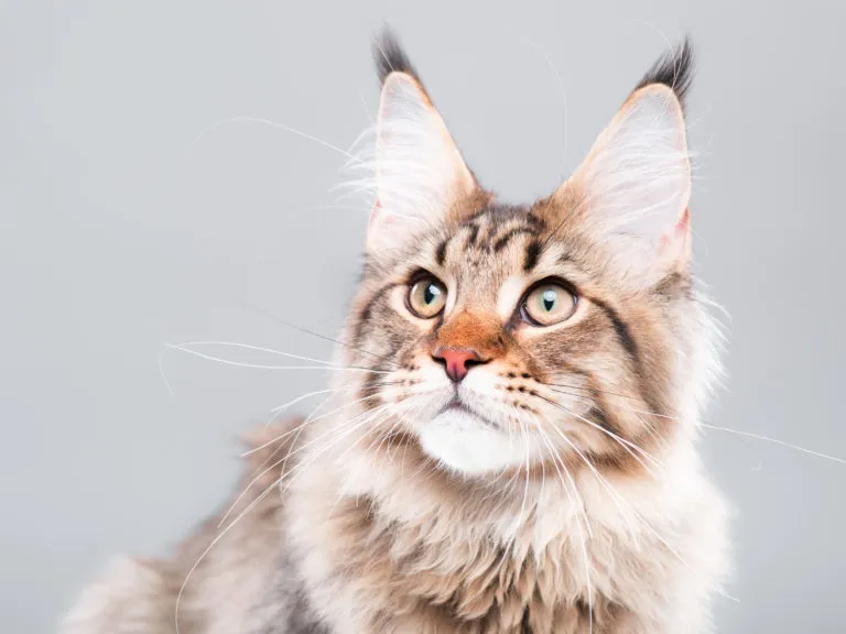 Portrét chlupatého kočky Maine Coon hledícího nahoru.