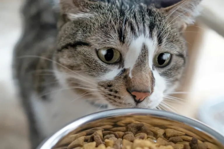 Kočka se dívá na misku s granulovanou kočičí krmivem