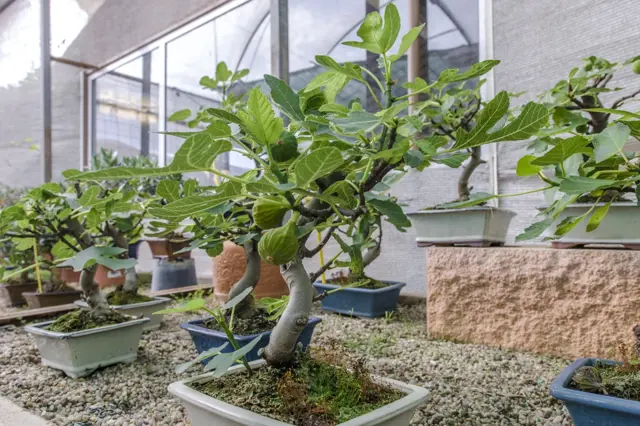 Potted fig bonsai trees