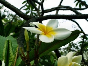 Plumeria flower on branch