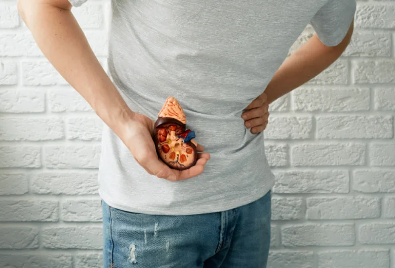 Muž drží anatomický ledvinový model u zad, příznaky vyčerpaných ledvin.