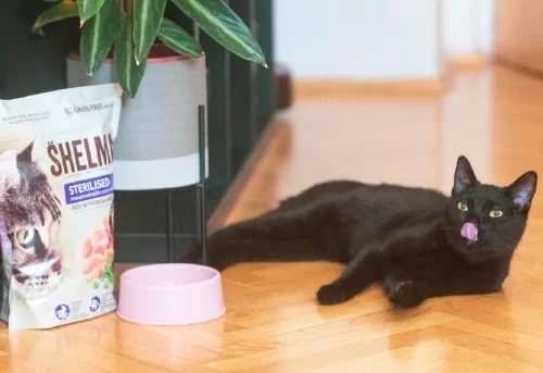 Černá kočka leží vedle sáčku granulovaného krmiva a misky