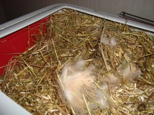 Králík si připravuje hnízdo ze slámy a srsti pro mláďata.