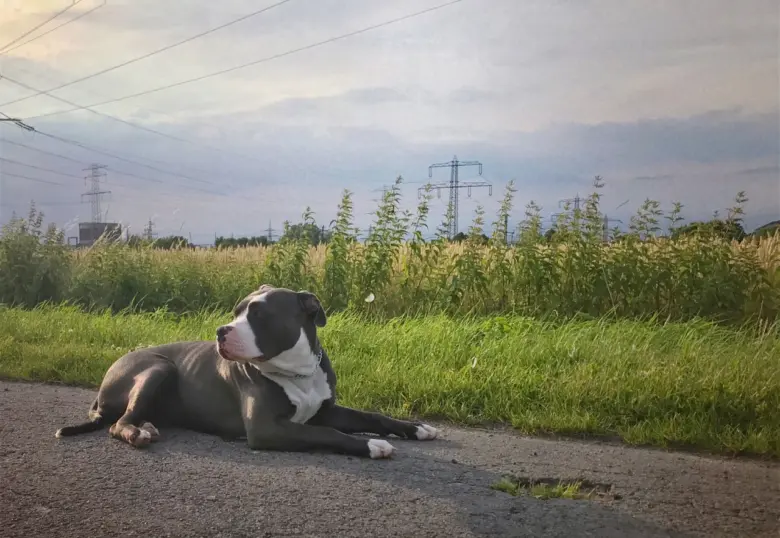 Americký bully leží na silnici vedle trávy.