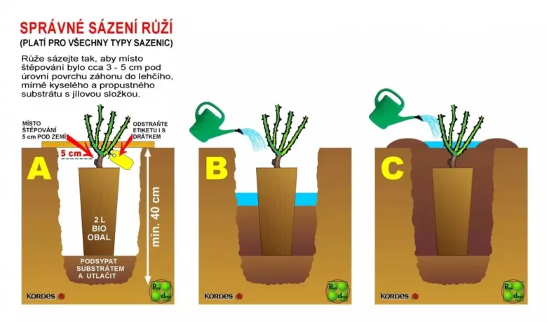 Správné sazení růže do země