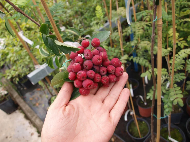 Ruka drží červené plody jeřábu v zahradě.