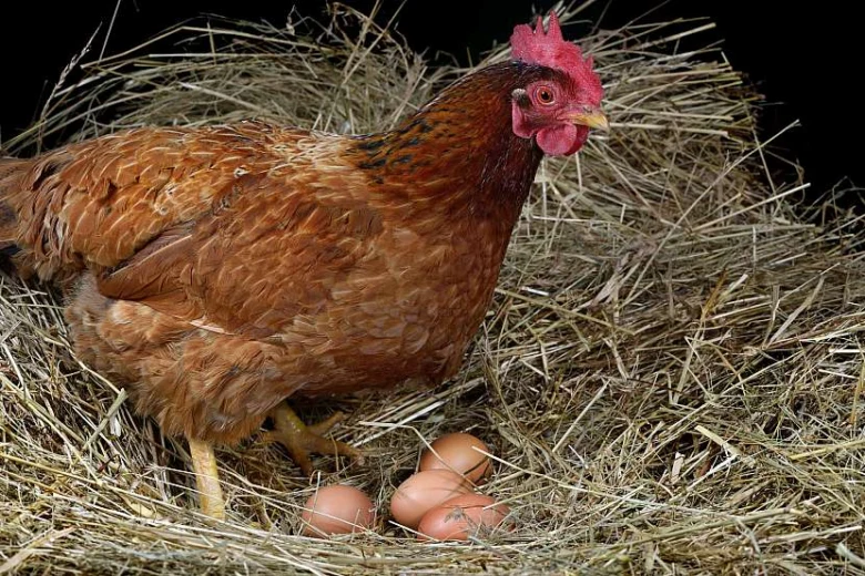 Kurka sedící na hnízdě s vajíčky