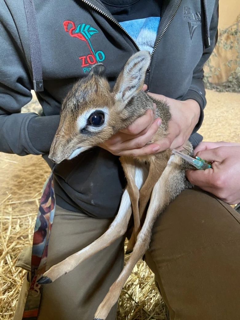 Dik-dík držaný chovatelem v zoologické zahradě