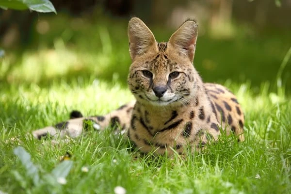 Serval ležící na trávě a hledající do kamery.