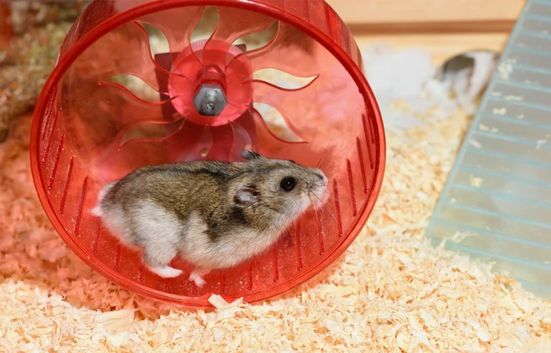 Křeček v kolečku na dřevěné podlaze.