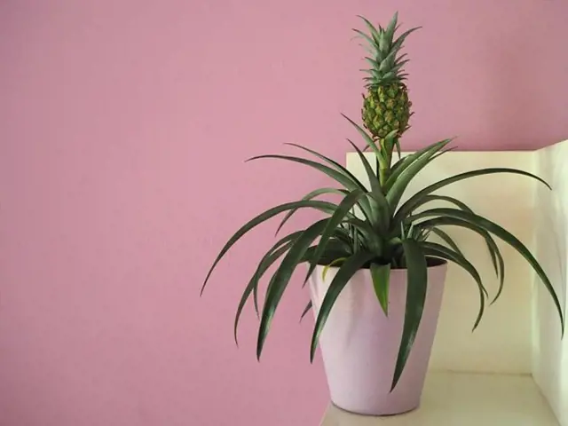 Okrasný ananas v květináči na police.