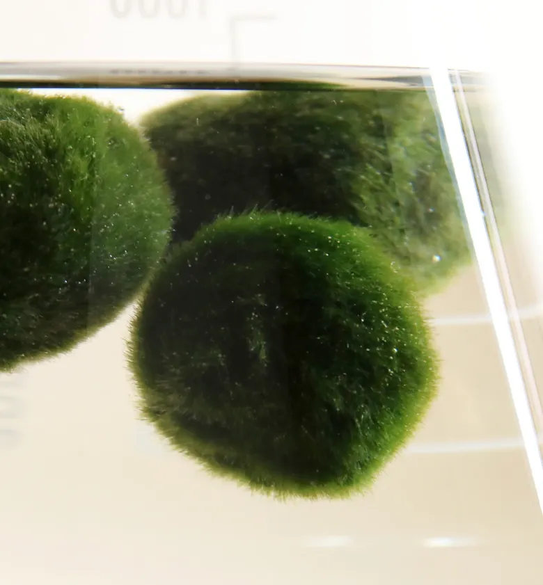 Zelené sférické řasy Marimo plavoucí ve vodě.