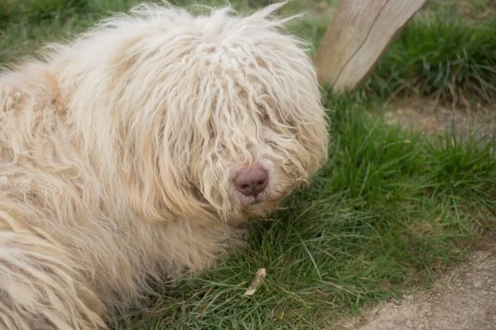 Bílý komondor leží na trávě s dlouhými kudrnatými srstí.
