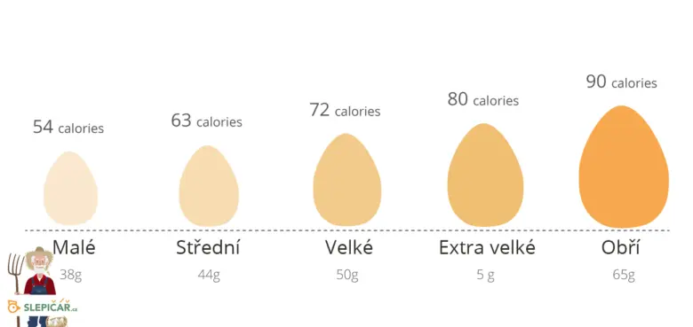 Porovnání velikostí vajec a jejich kalorické hodnoty