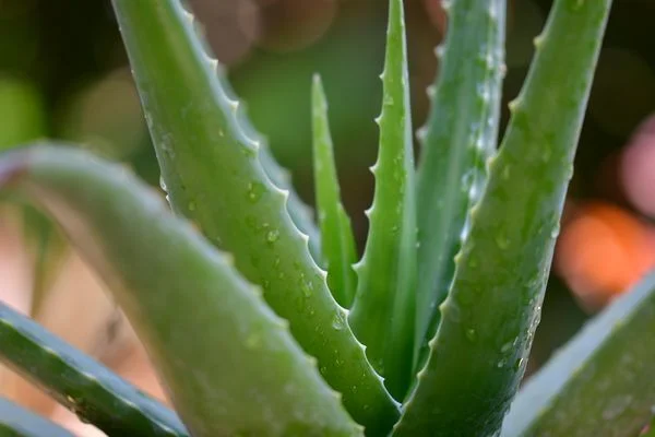 Blízko na rostlině Aloe Vera s kapkami vody.