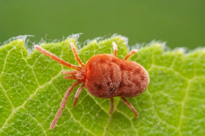 Red velvet mite on leaf