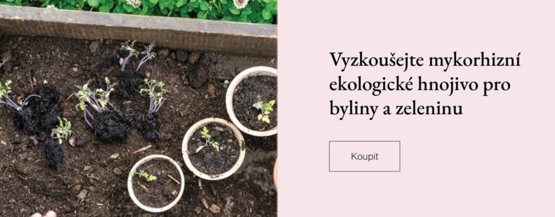 Malé rostliny s viditelnými houbovými kořeny v zemi.