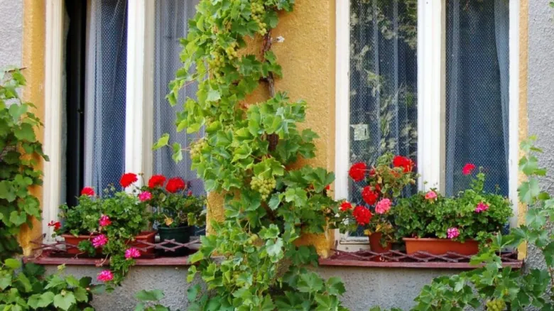 Vinná réva v květináči na okenním parapetu s kvetoucími pelargonii