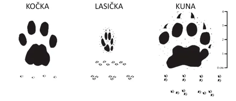 Srovnání stop kočky, myši a kuny pro identifikaci.