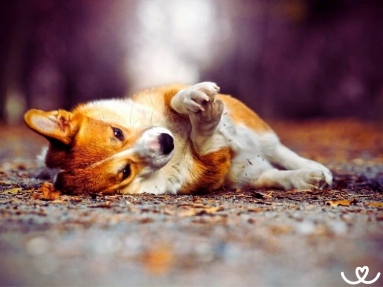 Corgi leží na zádech v lese s otevřenýma očima.