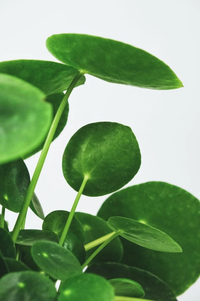 Zelené kulaté listy rostliny Pilea peperomioides