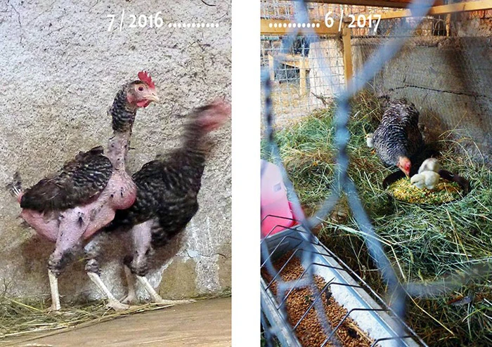 Slepice před a po léčbě s mláďaty