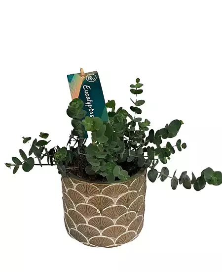 Eukalyptus v květináči s ozdobným vzorem
