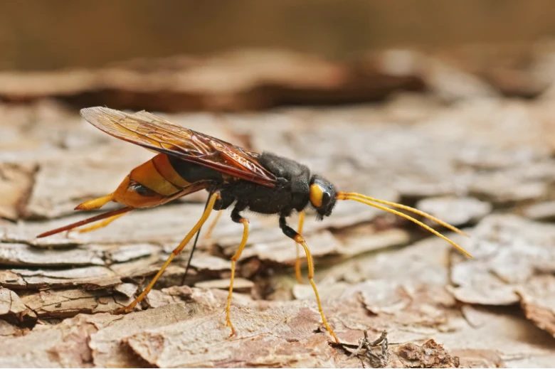 Velká pilořitka, černožlutý parazitický vosa na kůře stromu.