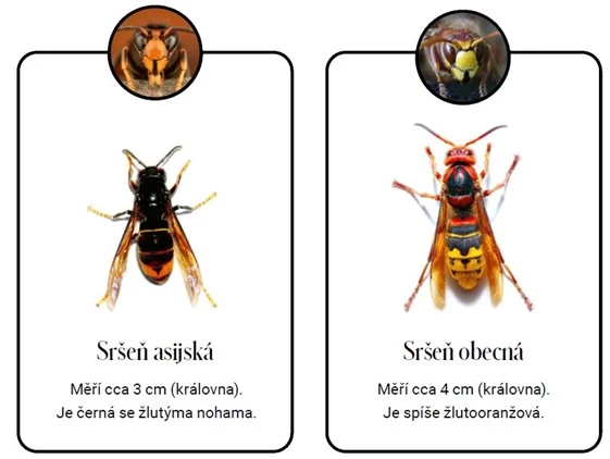 Porovnání asijské sršně a obecné sršně
