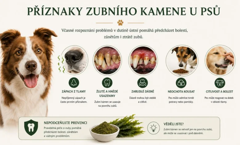 Příznaky zubního kamene u psů – žluté zuby, zápach