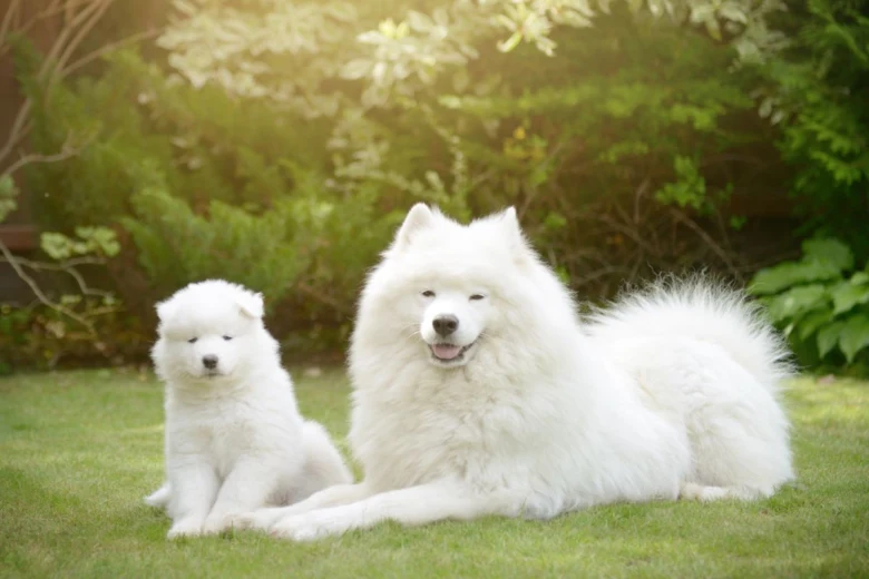 Samojed štěně a dospělý pes na trávě