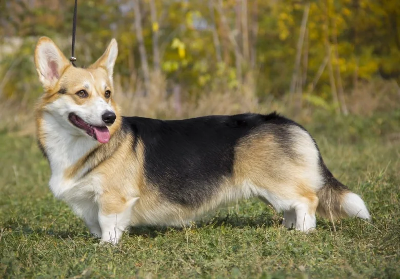 Šťastný welsh corgí stojí na trávníku venku.
