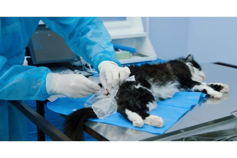 Kocour podléží kastrace v ordinaci veterináře.