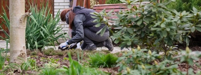 Osobu pracující s zemí v zahradě mezi rostlinami.