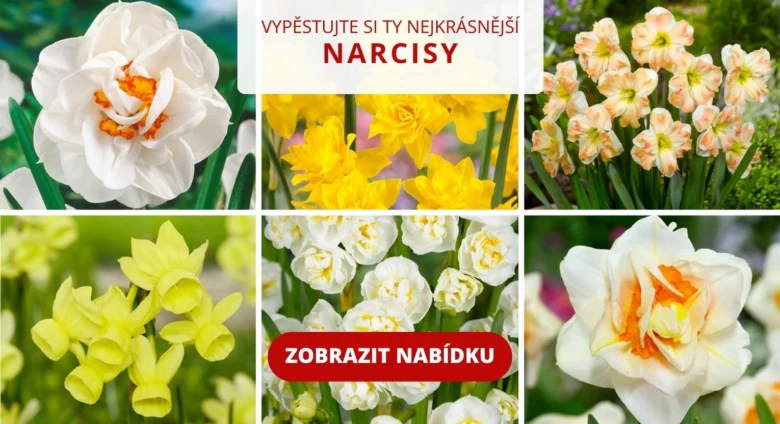 Různé druhy narcis v květináči pro pěstování