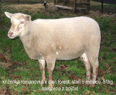 Romanovská ovce, kříženka s clun forestem
