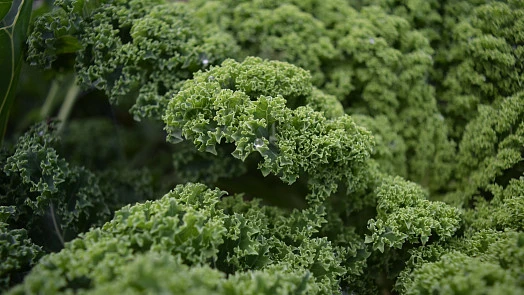Curly kale leaves