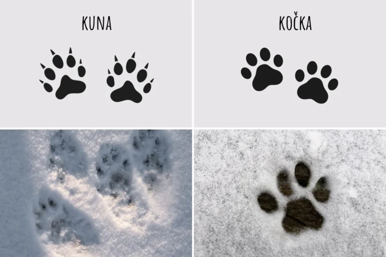 Porovnání stop kuny a kočky ve sněhu – ilustrace a reálné otisky