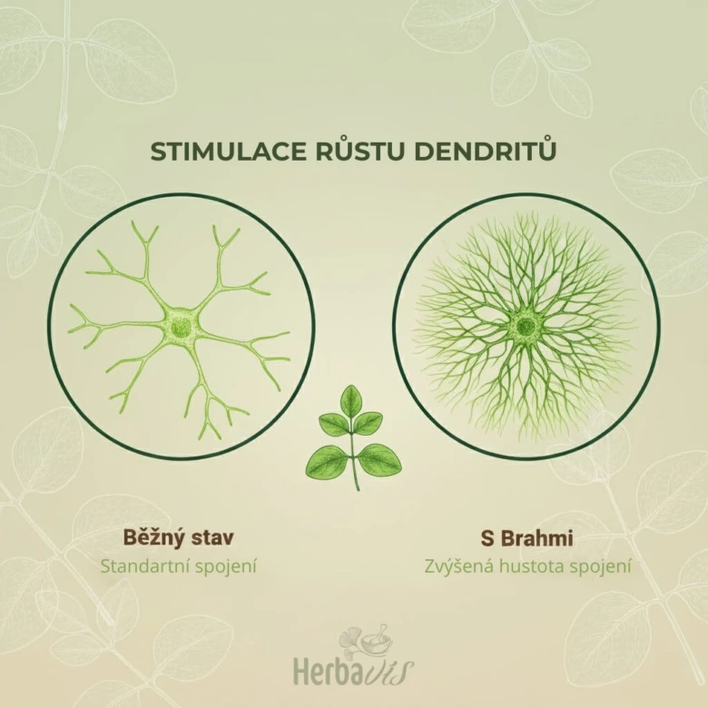 Brahmi stimuluje růst dendritů v mozku